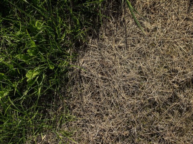 Signs of a Drought-Stressed Lawn