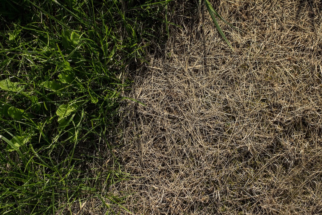 Signs of a Drought-Stressed Lawn