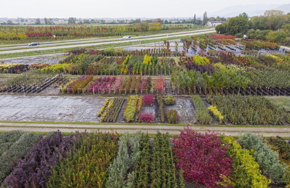Specimen Trees