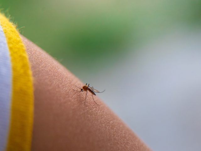 Is There a “Right” Way to Get Rid of Mosquitoes?